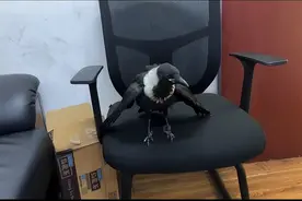 国家一级保护动物、濒危鸟类白颈鸦误闯寻常百姓家图片