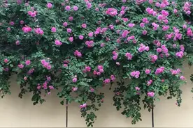 5种“爬藤花”，院子里养一棵，夏天开成“花瀑布”图片