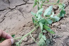 蔬菜死苗烂根，用这三个配方，就能轻松解决图片