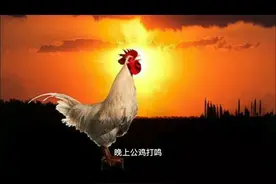公鸡为什么晚上叫，有什么寓意？图片