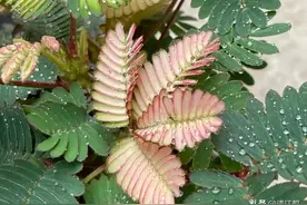 含羞草为什么在冬天“不害羞”？“娇羞”背后有着怎样的秘密图片