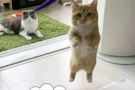 猫咪尿闭经验分享图片