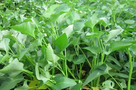 端午过后，这8种蔬菜可以种植，耐热耐旱，7-8月收获，菜农别错过图片