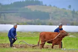 鲁西南故事《磨洋工》图片