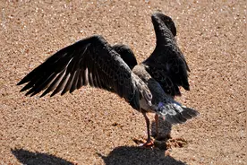 蹒跚怎么读？蹒跚的读音和意思！图片