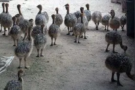 浑身都是宝，最大可达300斤，一只上万元利润丰厚，为何农民不养图片