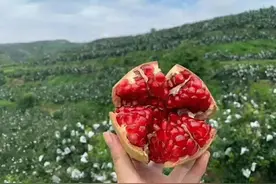 注意啦！这十种果树不要种图片