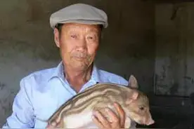 东北老人捡回小野猪，养15年重2200斤卖出天价，专家：巨型野猪图片