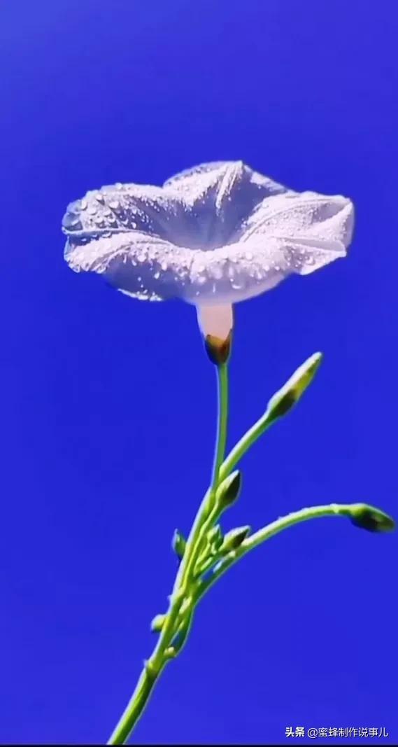一束鲜花，醉蓝天