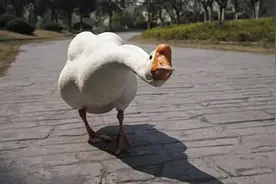 动物为何都怕鹅？有鹅的地方没有蛇？鹅的真实面貌超出大家的想象图片