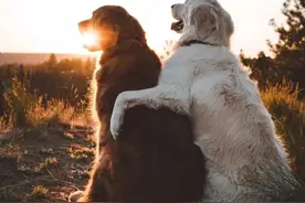 两只狗交配后，为何不顾一切转身就逃跑呢？图片
