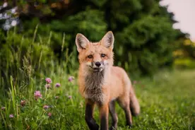 四川支教老师救养小狐狸，放生7年再相见，狐狸“失控”令人感动图片