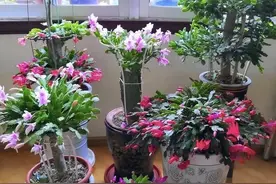 嫁接蟹爪兰很简单，记住俩“要点”，不仅成功率高，而且很快爆盆图片