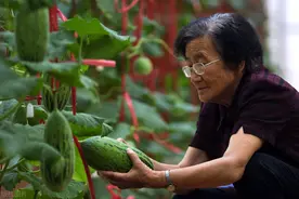 她是中国的西瓜之母，让日韩羡慕，中国人实现了吃瓜自由图片