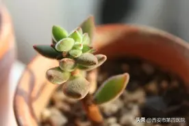 #健康素养提升V计划# 【术后聋哑女孩说：切除的不是乳房，是听天由命的自己】图片