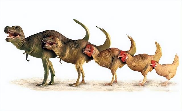 鸡是最成功的恐龙后裔,数量比全人类还要多