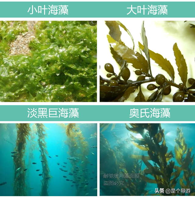 海藻面膜适合什么皮肤用 2026年海藻面膜适合什么人用