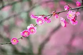 昨晚，梦见了你，我知道，你也在想念着我图片