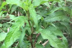 农村一种植物“辣蓼草”，古代人们做酒曲的原料之一，你认识吗图片