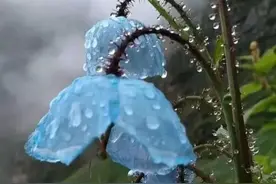 被老婆抓咬，需不需要打疫苗图片