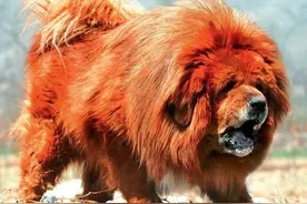 从市价3000万走进屠宰场，“藏獒神话”沦落背后，全是人类的贪欲图片