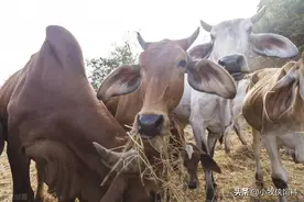 牛光吃不长肉还瘦是什么原因？牛光吃不长肉怎么办？本文告诉你！图片
