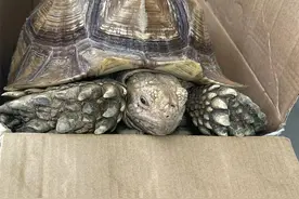 苏州发现20多斤重“外来物种”，名列濒危物种红色名录图片