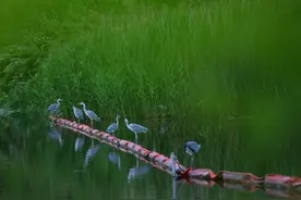 贵阳是如何开展生物多样性保护的？图片