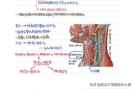 刷屏！985名校医学生笔记爆光，手绘人体结构，堪比印刷！网友：都是学神！图片