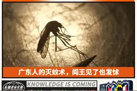 广东人的灭蚊术，阎王见了也发怵图片