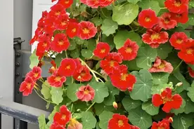 养花新手一定要养一盆旱金莲，简单做到这几点，轻松花开大半年！图片