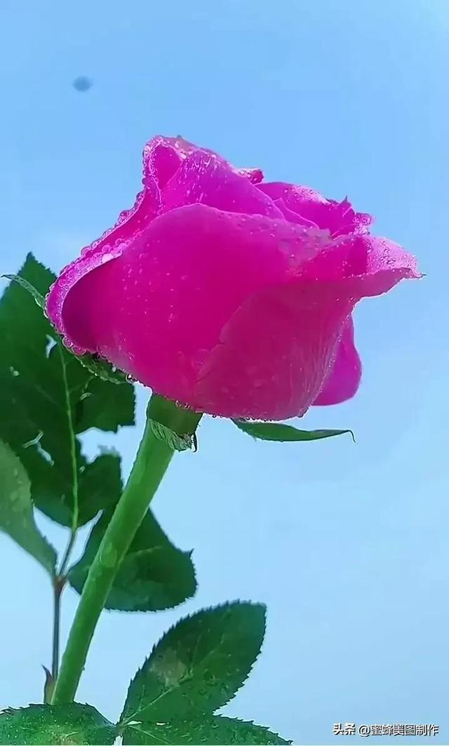 七夕浪漫情人节，玫瑰壁纸