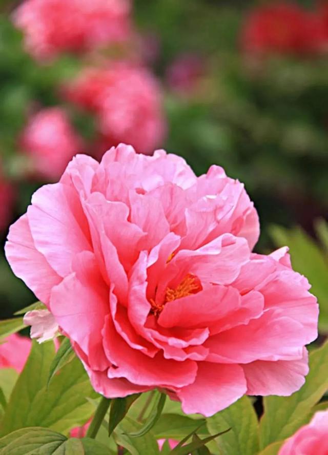 最美花草图片大全高清(手机屏保花草图片大全高清)-措必培