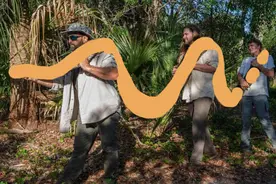 蛇王诞生！5.48米，194斤的缅甸蟒现身美国，然而这并不是好事图片