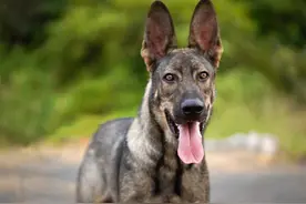 为什么“昆明犬”少人养，再帅也扛不住这几点图片