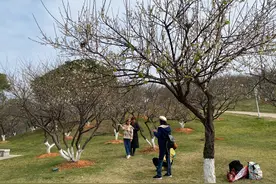广州：踏“雪”寻梅 漫享冬日景图片