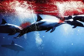 日本又要大规模捕鲸，今年将捕获133头小须鲸，它们捕抓鲸鱼做啥图片