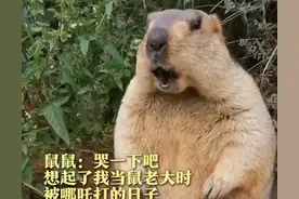 被骗了！土拨鼠大喊“啊”其实是假的，真实叫声视频曝光图片