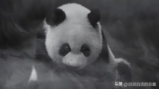 熊猫：真实存在的上古恐惧，为什么只有人类觉得大熊猫很可爱？