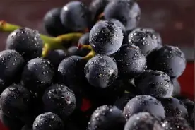 巨峰葡萄原产地在哪里？巨峰葡萄哪里产的最好？几月份上市？图片