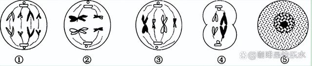 高中生物-变异育种及进化