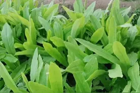 我用小苏打喷施油麦菜，生菜除虫，结果各不一样图片