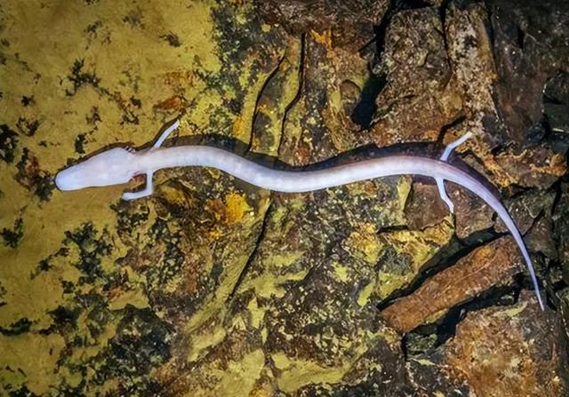 除12年一次的交配，其它时间都基本静止，它们是地球上最懒的生物