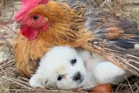 鸡妈妈救下小奶狗，贴心照顾，小奶狗的举动没有让它失望！图片