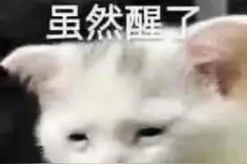 你在看表情包，我在看你图片