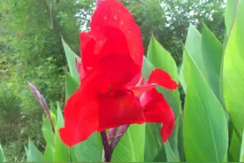 家里的花儿最美图片