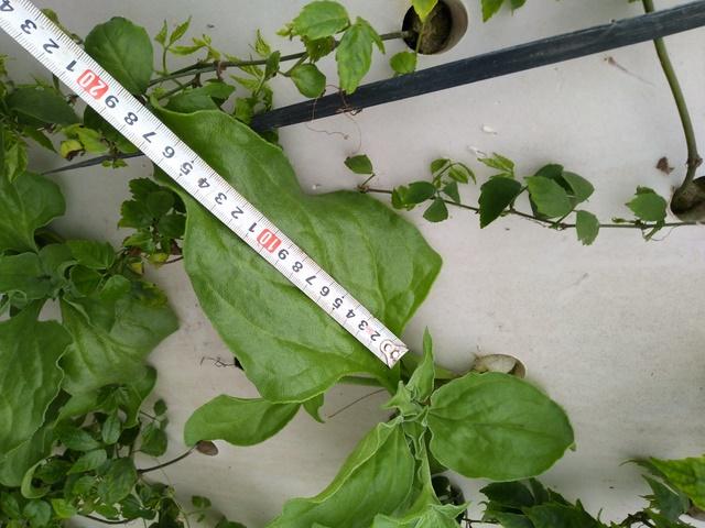 冰菜生物学特性及气雾培生产技术