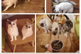 让陌生人去家里喂猫靠谱吗？图片