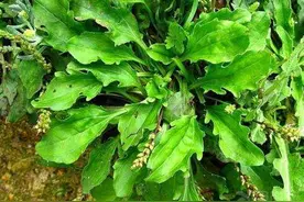 春天吃菜不用花钱，这10种野菜遍地都有，营养美味，再不吃就老了图片