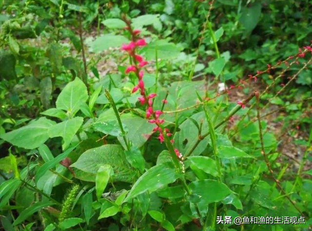 踏春必备“百草图”之三，身边那些有价值的野草，你能认识几种？